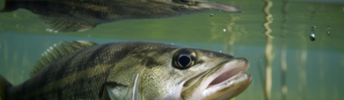 Ultimate Angler Championship coming to Scottsboro